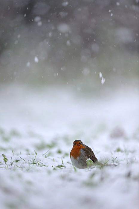 Vie d’hiver (Tolmino Baldassari)