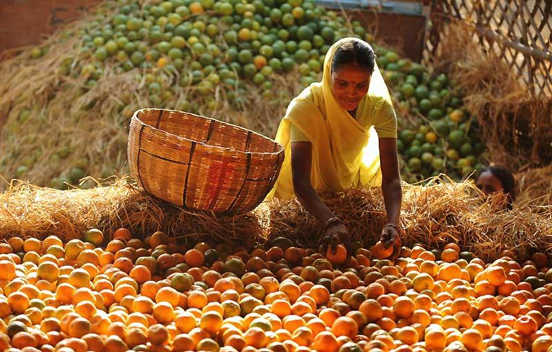 Mardi 23 mars, à Allahabad. Cette femme indienne sélectionne les oranges qui seront ensuite vendues sur les marchés de la ville. 