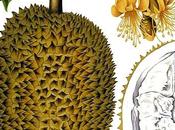 Durian, fruit l'on aime détester