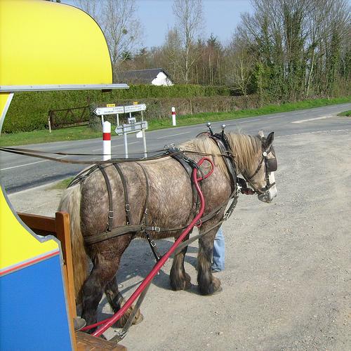 Cheval au travail / Horse at work