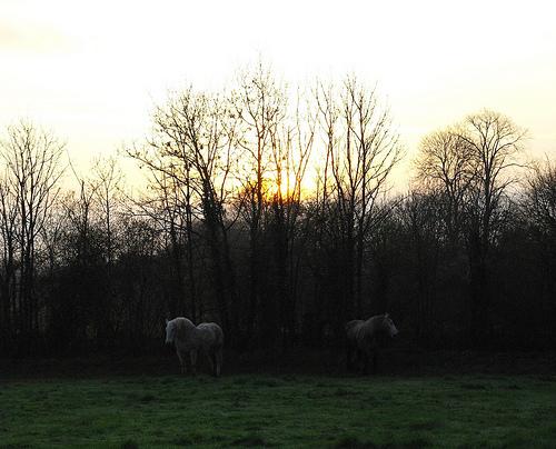 Chevaux à l'aube / Horses in the morn
