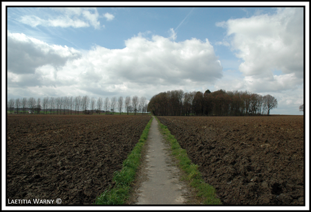 DSC_0001p