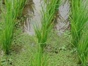 Bénin pour meilleur