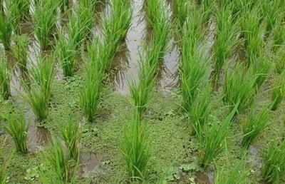 Bénin : pour le meilleur et pour le riz Bénin : pour le meilleur et pour le riz