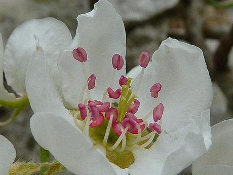 fleur-de-pecher-blanche.JPG