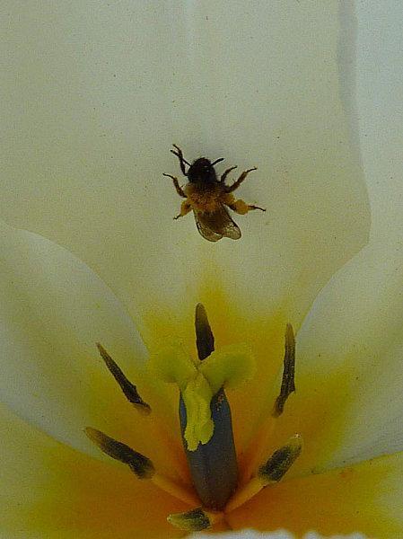 Tulipe-blanche--2-.JPG