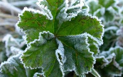 ..GROSSES GELÉES mai 1909.