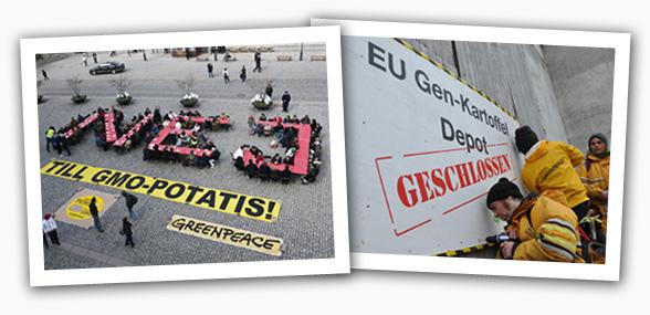 En Allemagne et en Suède, des actions de Greenpeace contre l’arrivée de la pomme de terre OGM de BASF