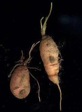 La patate est à l'homme ce que la carotte est au lapin