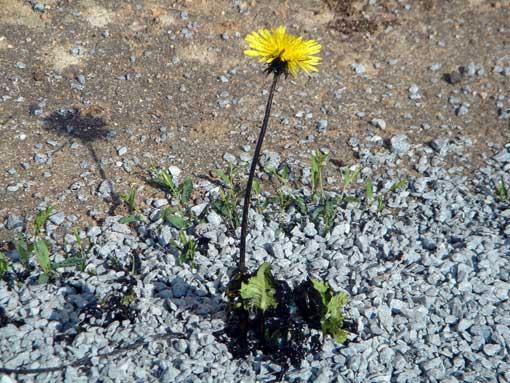 Je résiste (Giovanni Giudici)