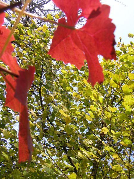 Dans mon royaume (Guillevic)