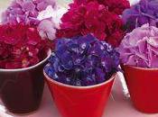 Hydrangéa Hortensia