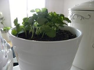 Une infusion, un avant goût de là bas...