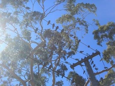 La tête dans les nuages, et les  pieds aussi. j  thorn ex...