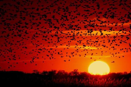 blackbird-sunset-03.1271001959.jpg