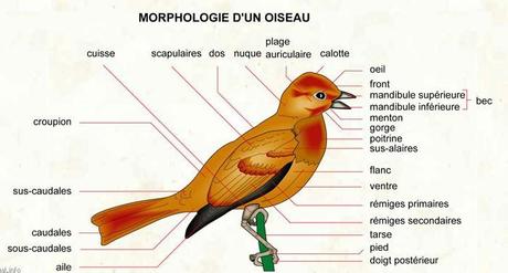 morphologie-oiseau.1271002410.jpg