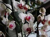 introduce… nouveau jouet