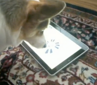 Video Geek chien + Ipad = Idog