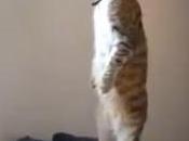 Buzz chat tient debout