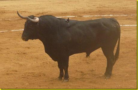 N-AZ6320 - Toro de Palha (2)