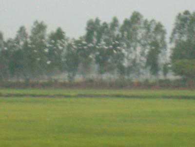 des moines,toujours des moines.....