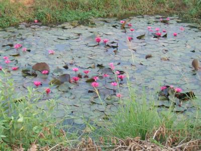 des moines,toujours des moines.....