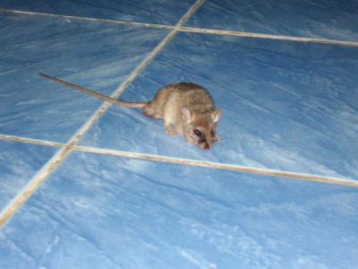 des moines,toujours des moines.....