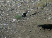 Herbes rares (Marie-Ange Sebasti)