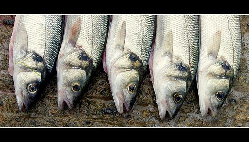 La bretagne : les photos de la semaine