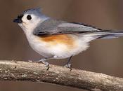 petit oiseau toutes couleurs