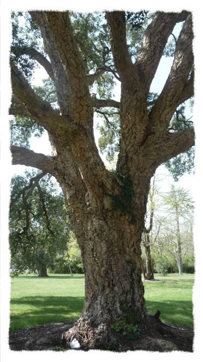 L’arbre à bouchons