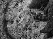 Arbre dans forêt. Ricochet