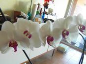 fleurs pour vous tous