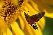 Concours photos : Pollens et biodiversité
