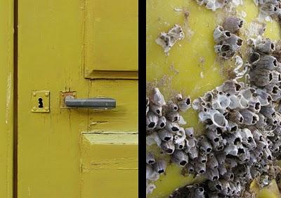 Nous chinons, vous chinez, ils chinent