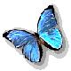 gif blog papillon