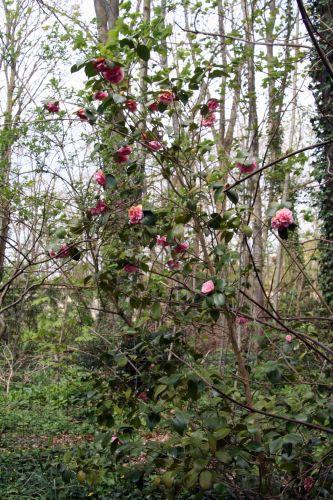 elsie veneux 15 avril 2010.021.jpg