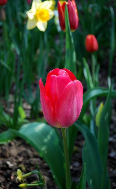 La tulipe (Tulipa)
