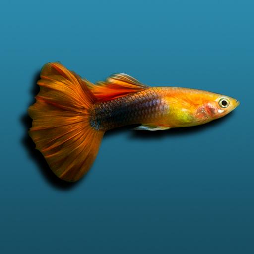 [News : Apps] IQuiCodex, indispensable pour le bien être de vos poissons !