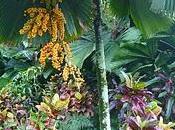 Arbres jardin botanique Singapour (grands petits)