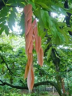 Arbres du jardin botanique de Singapour (grands et petits)