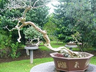 Arbres du jardin botanique de Singapour (grands et petits)