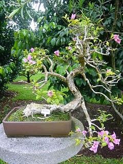 Arbres du jardin botanique de Singapour (grands et petits)