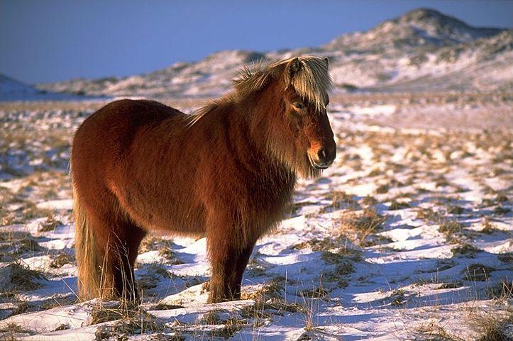 L'IMAGE DU JOUR: Cheval islandais