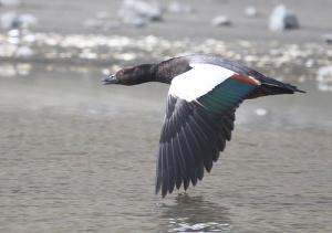 DAILY LIFE OF MISTER LOOSE CHAPTER II – LES GALÈRES DE MISTER LOOSE CHAPITRE II