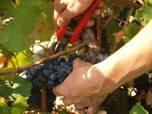 Devenez vigneron, adoptez vos pieds de vignes !