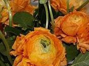 brillante, radieuse attirante", renoncule:)