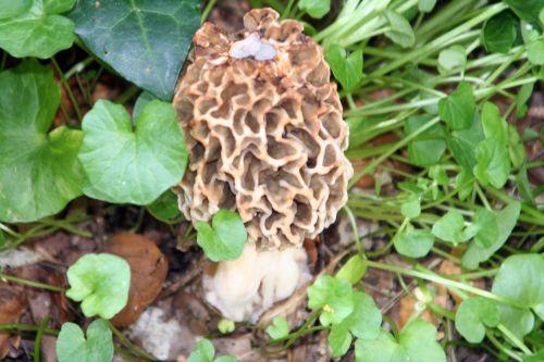 morille veneux 21 avril 006.jpg