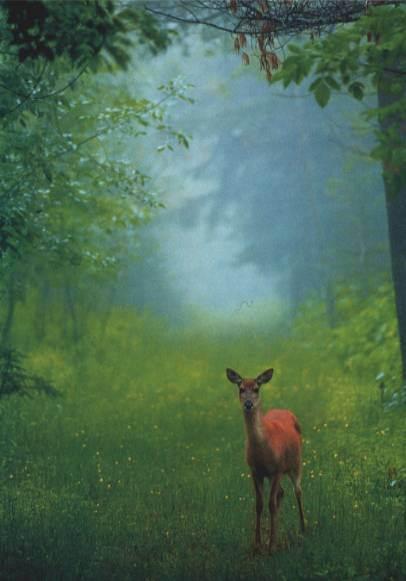 Quand l’homme n’est pas là (M.Fabien)