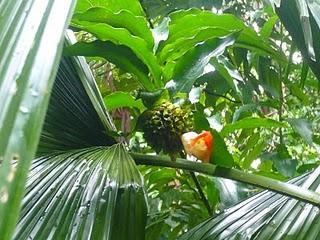 Jardin botanique de Singapour (multicolore et fleuri)
